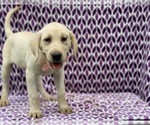 Small #1 Labrador Retriever