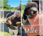 Puppy White Male Anatolian Shepherd-Maremma Sheepdog Mix