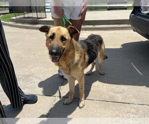 German Shepherd Dog-Unknown Mix Dogs for adoption in Grand Prairie, TX, USA