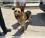 Small German Shepherd Dog Mix