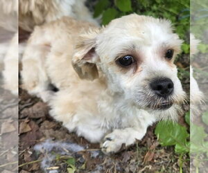 Shih-Poo Dogs for adoption in Cuba, NY, USA