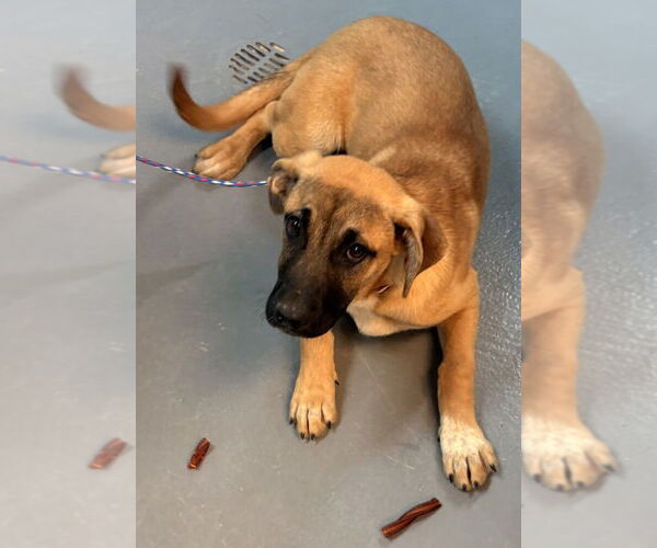 Medium Photo #1 German Shepherd Dog-Unknown Mix Puppy For Sale in Brewster, NY, USA