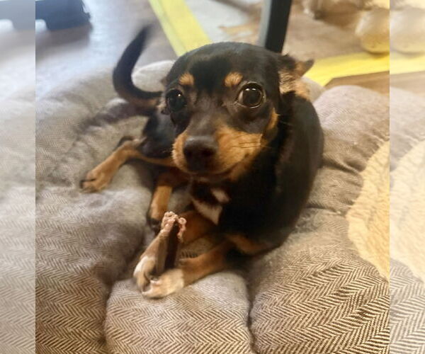 Medium Photo #3 Chihuahua Puppy For Sale in Spring Lake, NC, USA