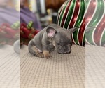 Small Photo #20 French Bulldog Puppy For Sale in HILTON, NY, USA