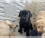 Small #29 Labrador Retriever