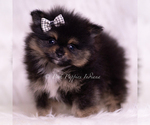Small Photo #3 Pomeranian Puppy For Sale in WARSAW, IN, USA