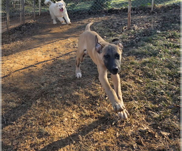 Medium Photo #2 Great Dane-Unknown Mix Puppy For Sale in Thomasville, NC, USA