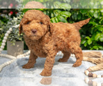 Puppy Scottie Goldendoodle (Miniature)