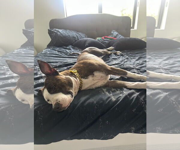 Medium Photo #4 Mutt Puppy For Sale in Miami, FL, USA