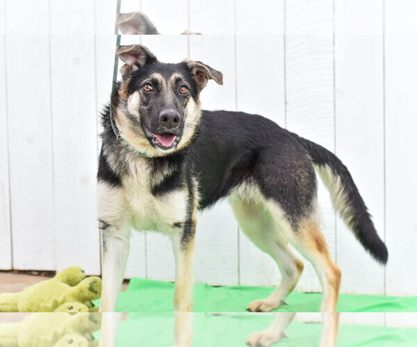 Medium Photo #3 Mutt Puppy For Sale in Newport Beach, CA, USA