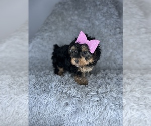 YorkiePoo Puppy for sale in INDIANAPOLIS, IN, USA