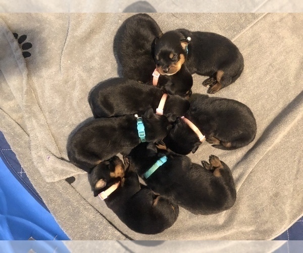 Medium Photo #2 Rottweiler Puppy For Sale in NORFOLK, VA, USA