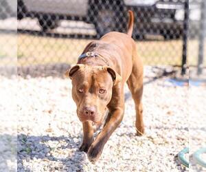 American Pit Bull Terrier-Unknown Mix Dogs for adoption in Waco, TX, USA