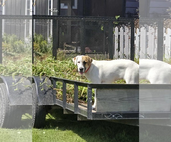Medium Photo #6 Mutt Puppy For Sale in Overland Park, KS, USA