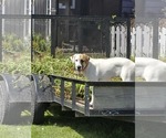 Small #5 Mutt