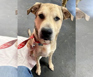 Cash - Male Anatolian Shepherd-Unknown Mix Dog for Adoption - Photo #8