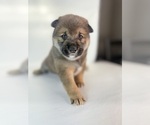 Small Photo #18 Shiba Inu Puppy For Sale in WINTER PARK, FL, USA
