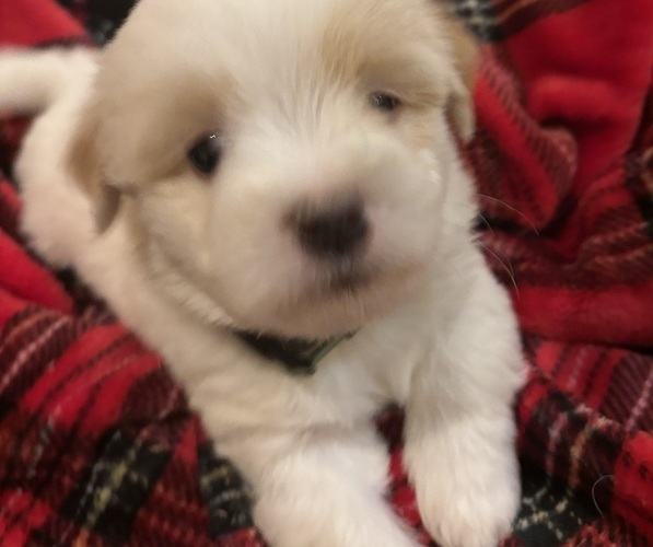 Medium Photo #8 Coton de Tulear Puppy For Sale in BIG RAPIDS, MI, USA