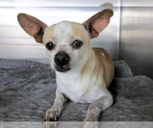 Medium Chihuahua
