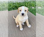 Small Labrador Retriever Mix