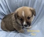 Small Photo #6 Pembroke Welsh Corgi Puppy For Sale in COLOMA, MI, USA