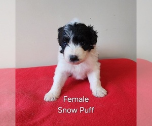 Aussiedoodle Miniature Puppy for sale in HUNTSVILLE, AL, USA