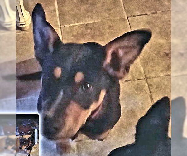 Medium Photo #6 Doberman Pinscher Puppy For Sale in Rutherfordton, NC, USA