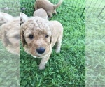 Small Photo #7 Goldendoodle Puppy For Sale in FOREST PARK, IL, USA