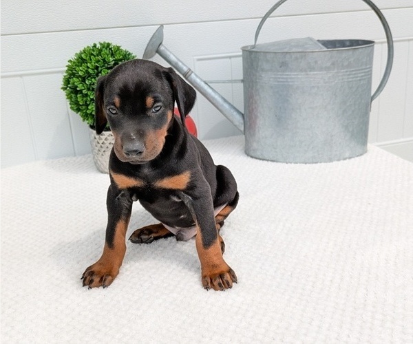 Medium Photo #3 Doberman Pinscher Puppy For Sale in GOSHEN, IN, USA