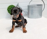 Small Photo #40 Doberman Pinscher Puppy For Sale in GOSHEN, IN, USA