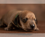 Small Photo #12 Dachshund Puppy For Sale in CROWLEY, TX, USA