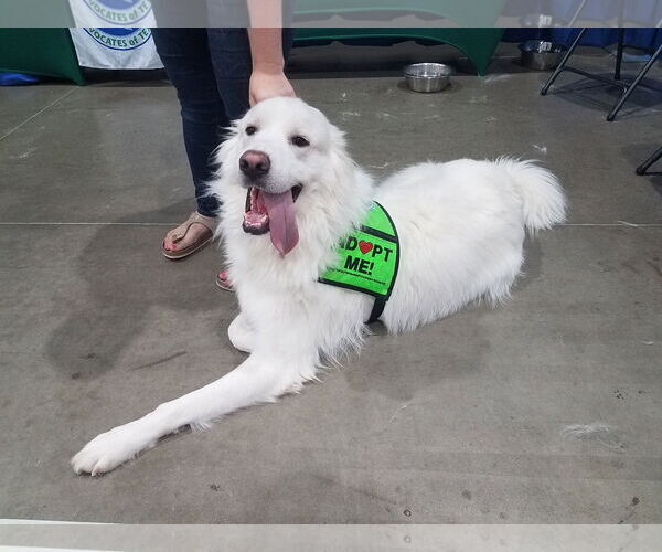 Medium Photo #2 Great Pyrenees Puppy For Sale in Houston, TX, USA