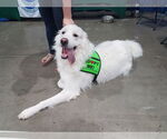 Small #1 Great Pyrenees
