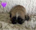 Small #6 French Bulldog