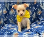 Small Photo #2 Chipin Puppy For Sale in LAKELAND, FL, USA