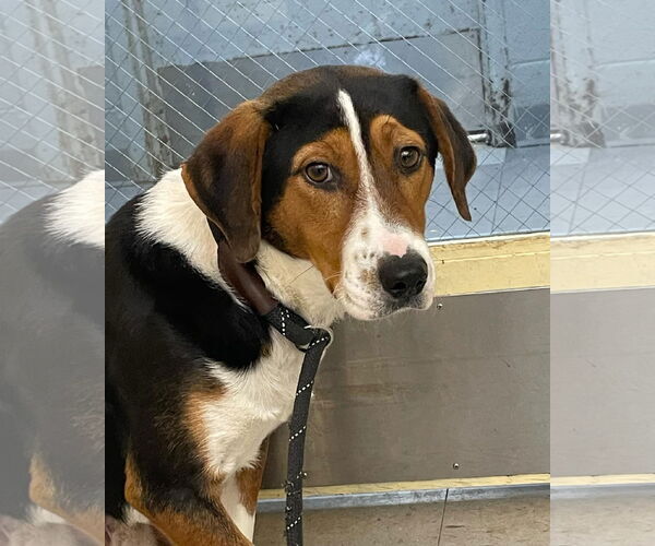 Medium Photo #1 Mutt Puppy For Sale in Low Moor, VA, USA