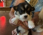 Puppy Rhonda Pembroke Welsh Corgi