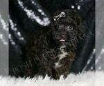Small #3 Poodle (Toy)