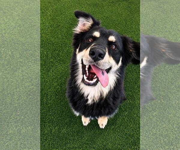 Medium Photo #2 Border-Aussie Puppy For Sale in Rockwall, TX, USA