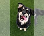 Small #1 Border-Aussie