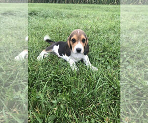 Beagle Puppy for sale in ELMWOOD, WI, USA