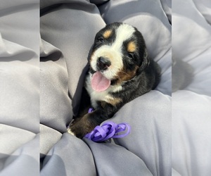Bernese Mountain Dog Puppy for sale in SECOR, IL, USA