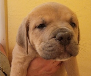 Cane Corso Puppy for Sale in STOCKTON, California USA