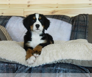 Bernese Mountain Dog Litter for sale in CLARE, MI, USA