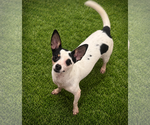 Small #1 Rat Terrier Mix