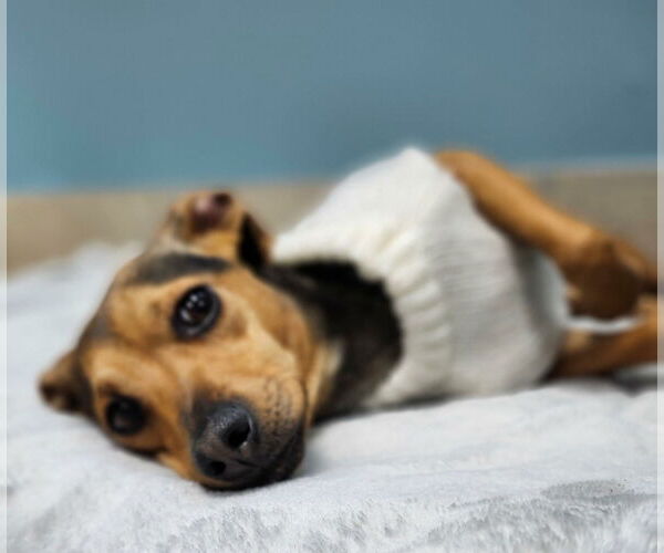 Medium Photo #4 Mutt Puppy For Sale in Woodbury, NY, USA