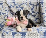 Small Photo #7 Boston Terrier Puppy For Sale in EPHRATA, PA, USA