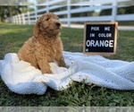Small #6 Golden Retriever-Poodle (Toy) Mix