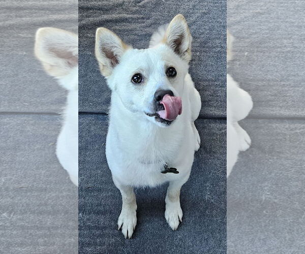 Medium Photo #5 American Eskimo Dog-Chow Chow Mix Puppy For Sale in Pikesville, MD, USA