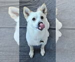 Small #4 American Eskimo Dog-Chow Chow Mix